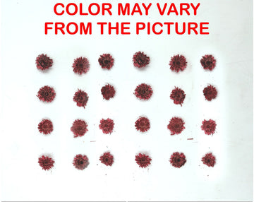 My Store NATURAL FLOWER MINI RED DRIED SUN FLOWER