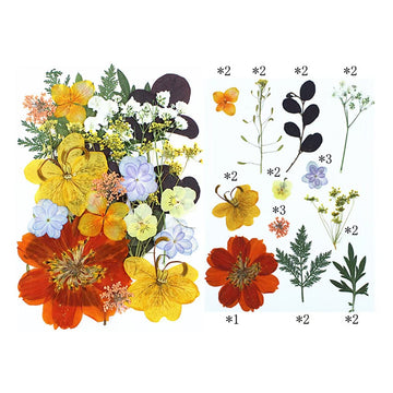 My Store DRY PRESSED FLOWER 25 In 1 Pressed Flowers FL011