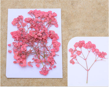 My Store DRY PRESSED FLOWER TOMATO PINK BABY BREATH PRESSED FLOWER FL1103