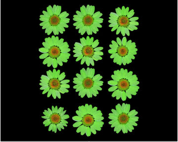 My Store DRY PRESSED FLOWER PARROT DAISY PRESSED DRY FLOWER FL2011