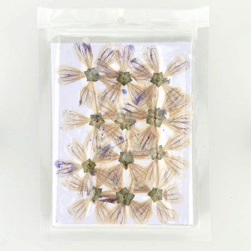 Crafteria DRY PRESSED FLOWER Epilobium Tetragonum Dry Pressed Flower