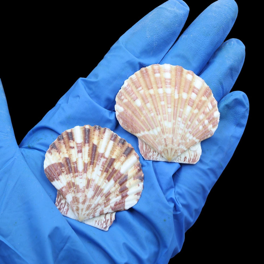 My Store NATURAL SHELL Natural Shell (50Gms) SH030