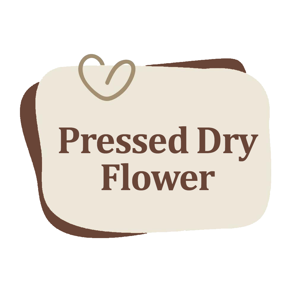 Pressed Dry Flower