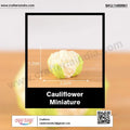 my store MINIATURE Cauliflower