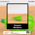 my store MINIATURE Chayote