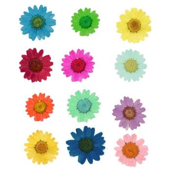 My Store NATURAL FLOWER 12 IN 1 MULTY PRESSED DRY DAISY FLOWERS