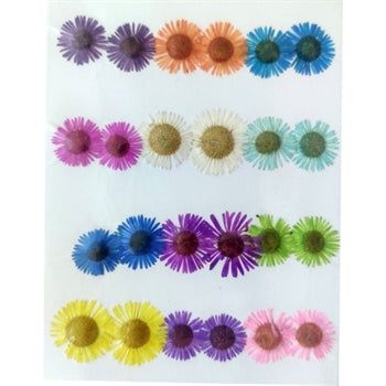 Crafteria 24 IN 1 MULTY PRESSED DRY SMALL FLOWERS