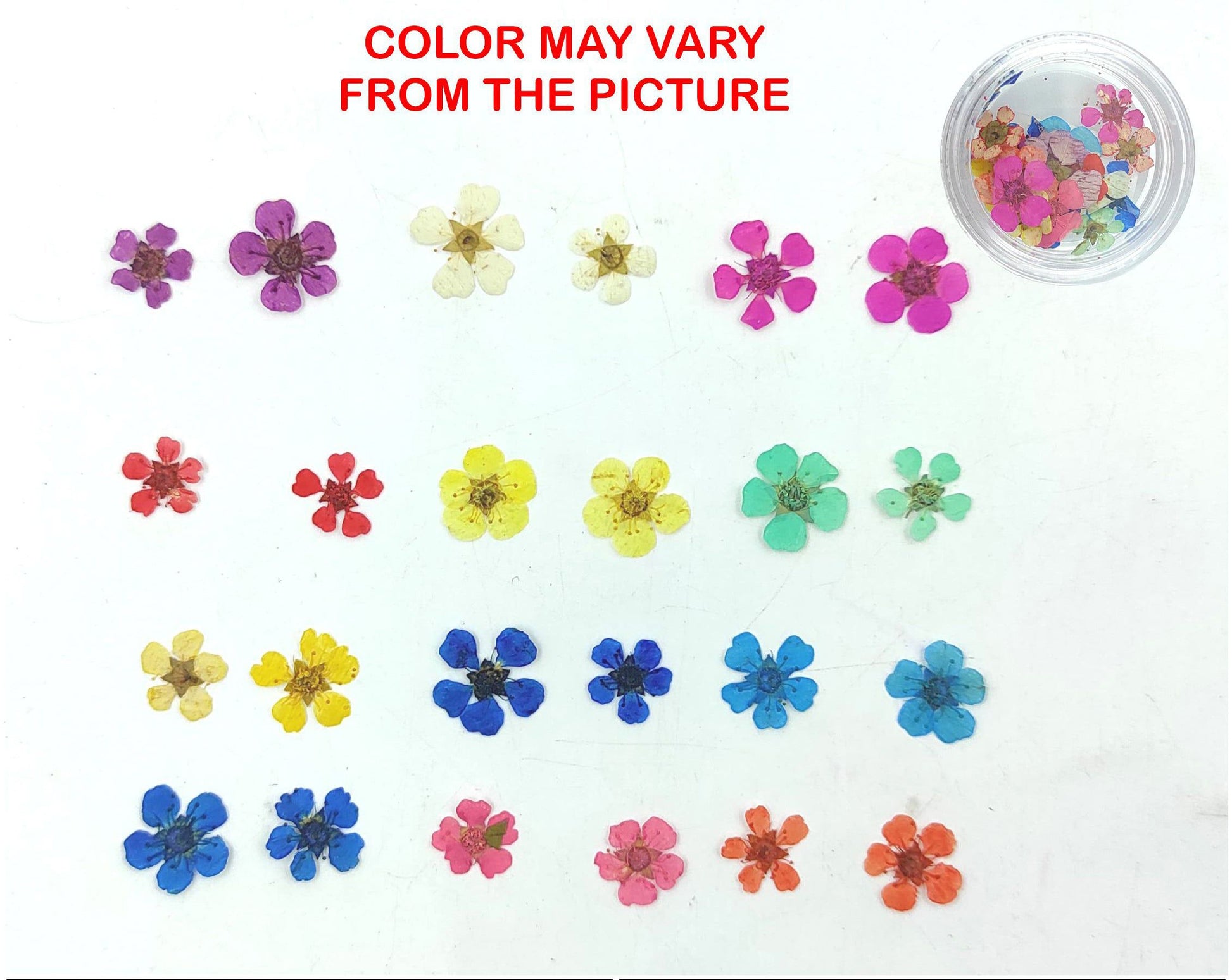 My Store NATURAL FLOWER MULTI PLUM BLOSSOM PRESSED FLOWER