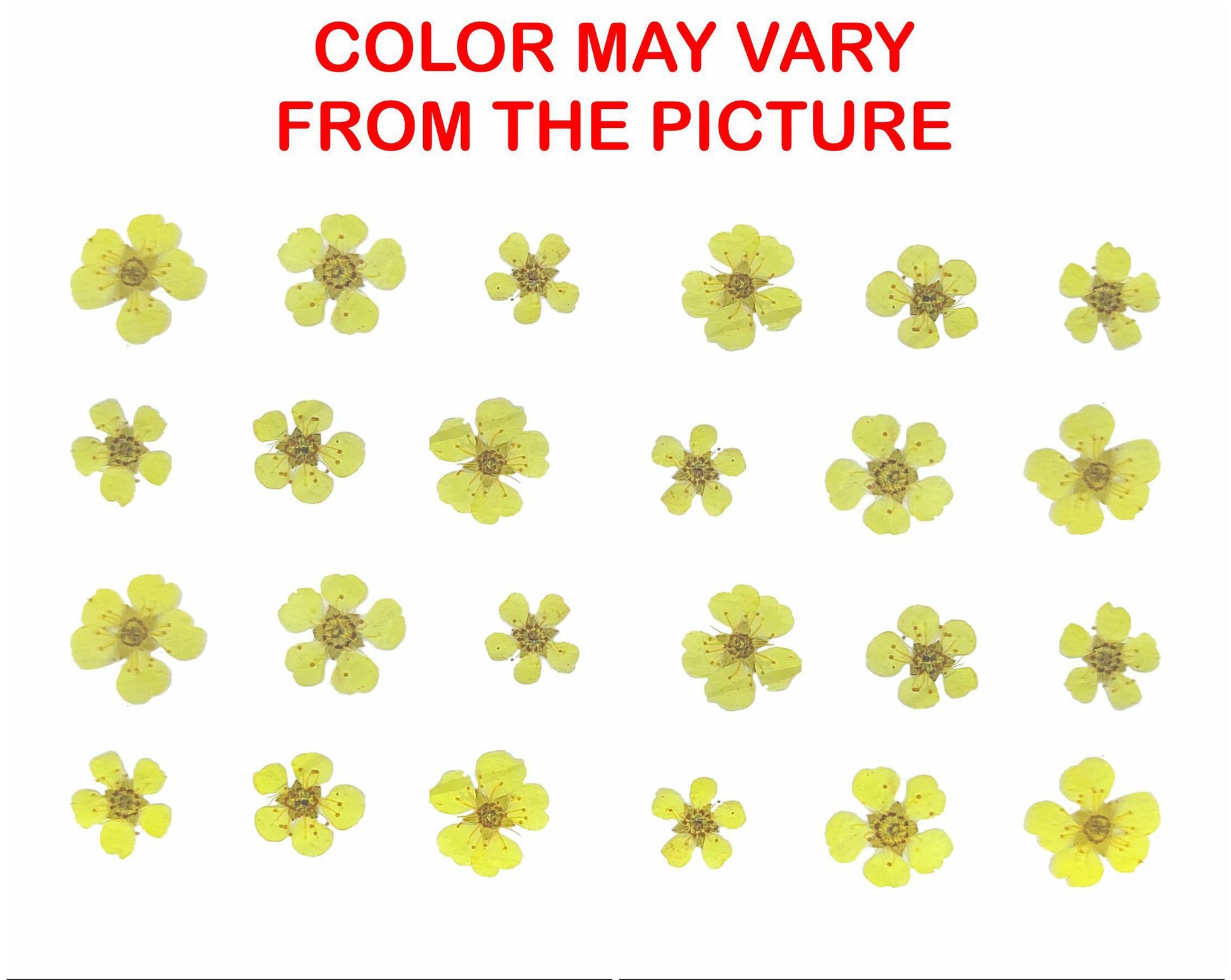 My Store NATURAL FLOWER YELLOW PLUM BLOSSOM PRESSED FLOWER