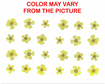 My Store NATURAL FLOWER YELLOW PLUM BLOSSOM PRESSED FLOWER