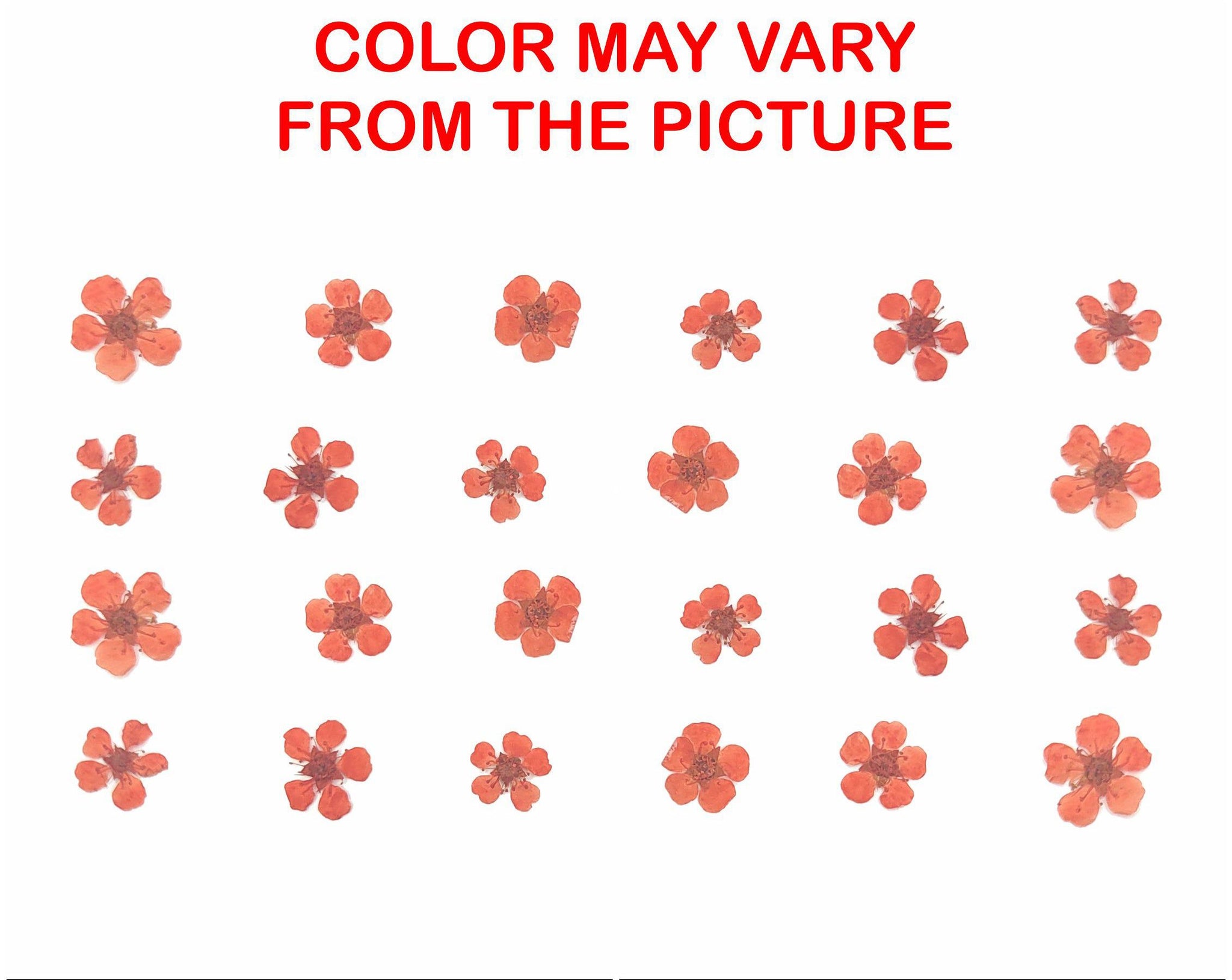 My Store NATURAL FLOWER ORANGE PLUM BLOSSOM PRESSED FLOWER