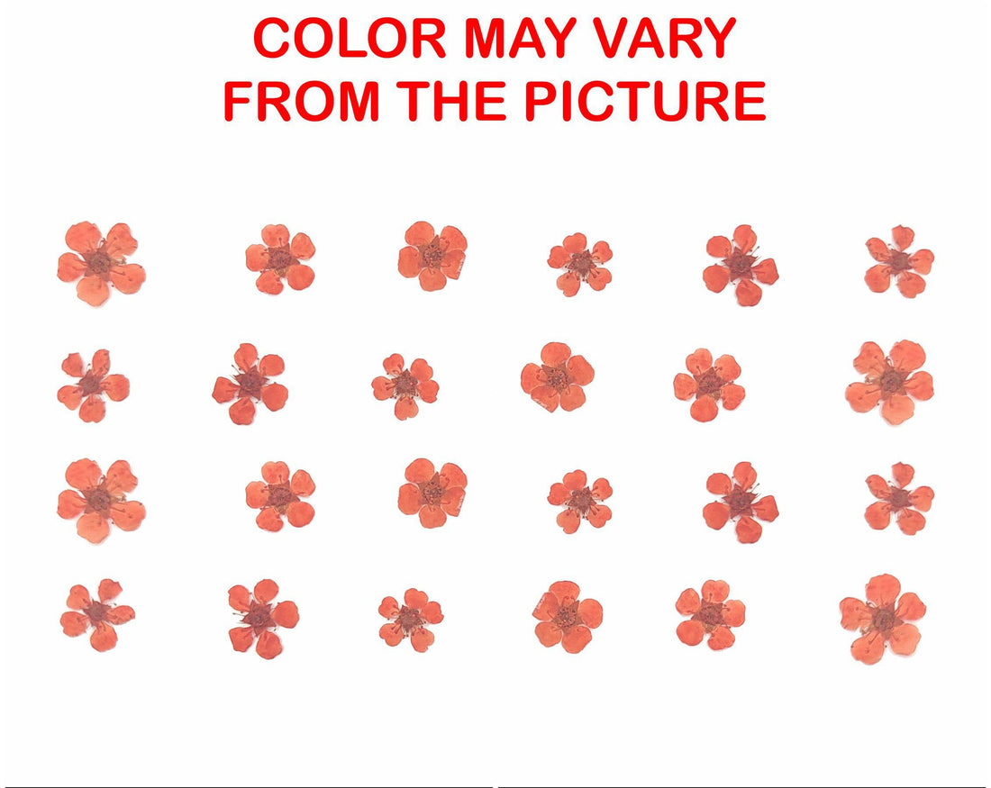My Store NATURAL FLOWER ORANGE PLUM BLOSSOM PRESSED FLOWER