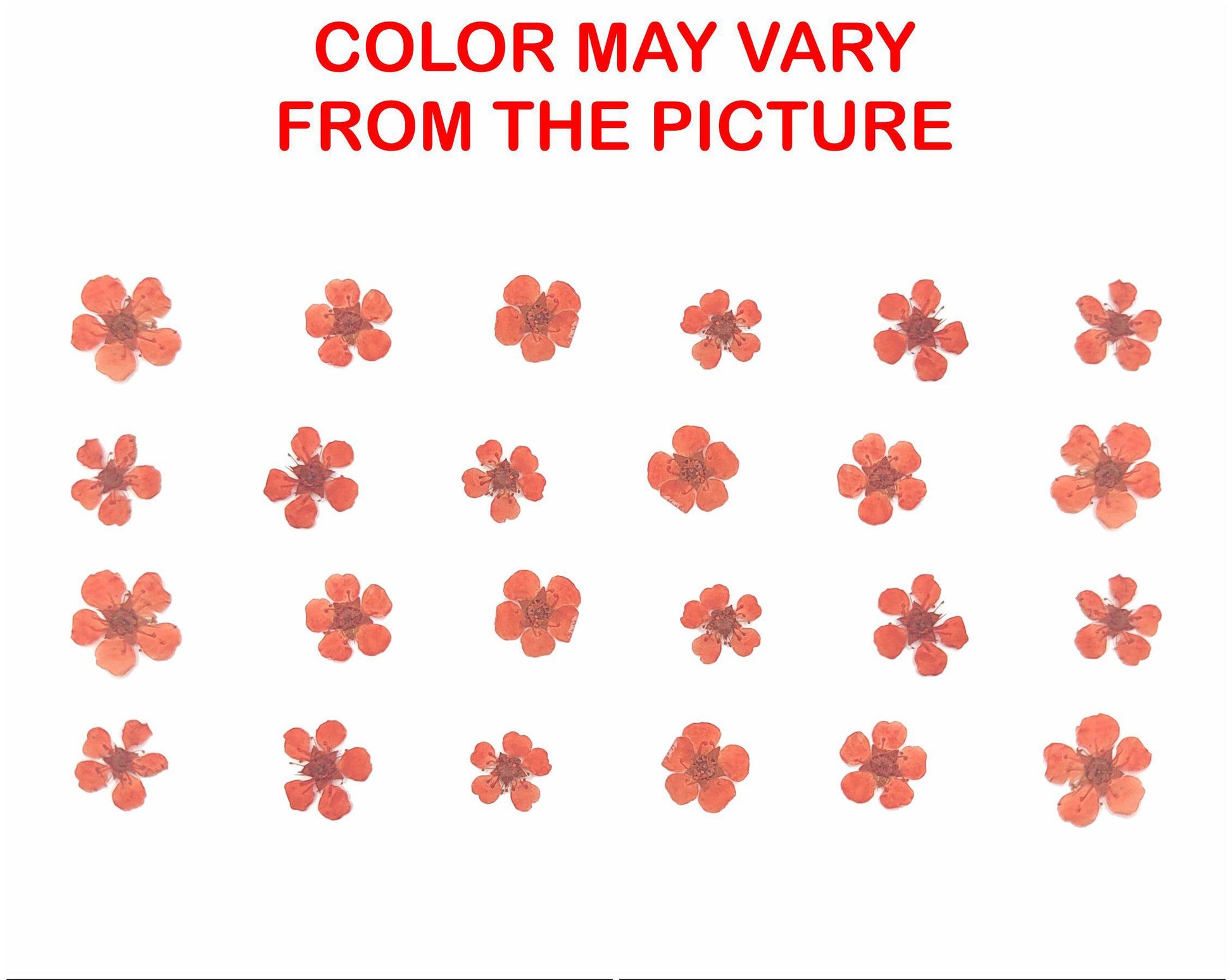 My Store NATURAL FLOWER ORANGE PLUM BLOSSOM PRESSED FLOWER