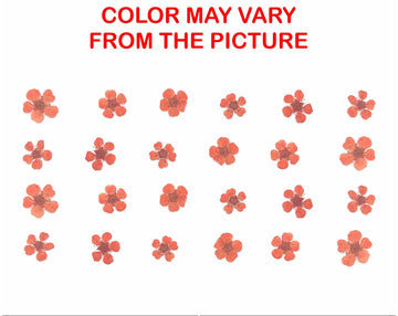 My Store NATURAL FLOWER ORANGE PLUM BLOSSOM PRESSED FLOWER