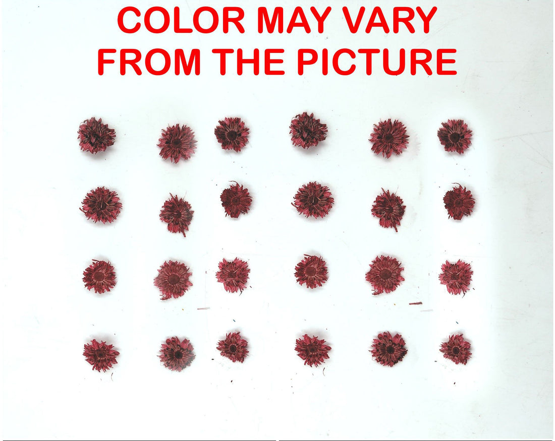 My Store NATURAL FLOWER MINI RED DRIED SUN FLOWER