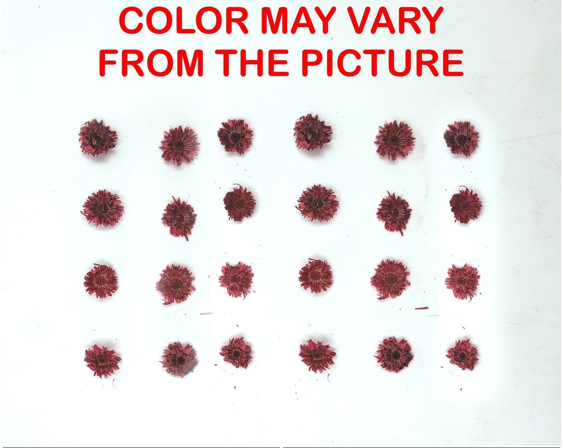 My Store NATURAL FLOWER MINI RED DRIED SUN FLOWER