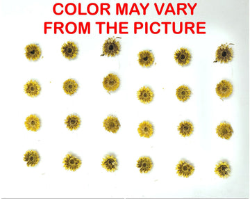 My Store NATURAL FLOWER MINI YELLOW DRIED SUN FLOWER