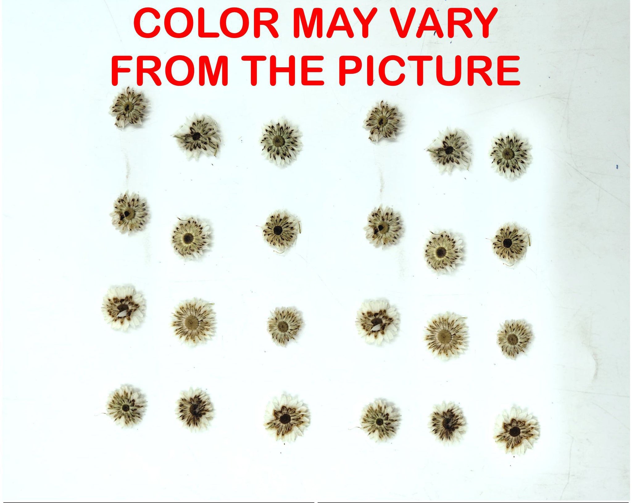 My Store NATURAL FLOWER MINI WHITE DRIED SUN FLOWER