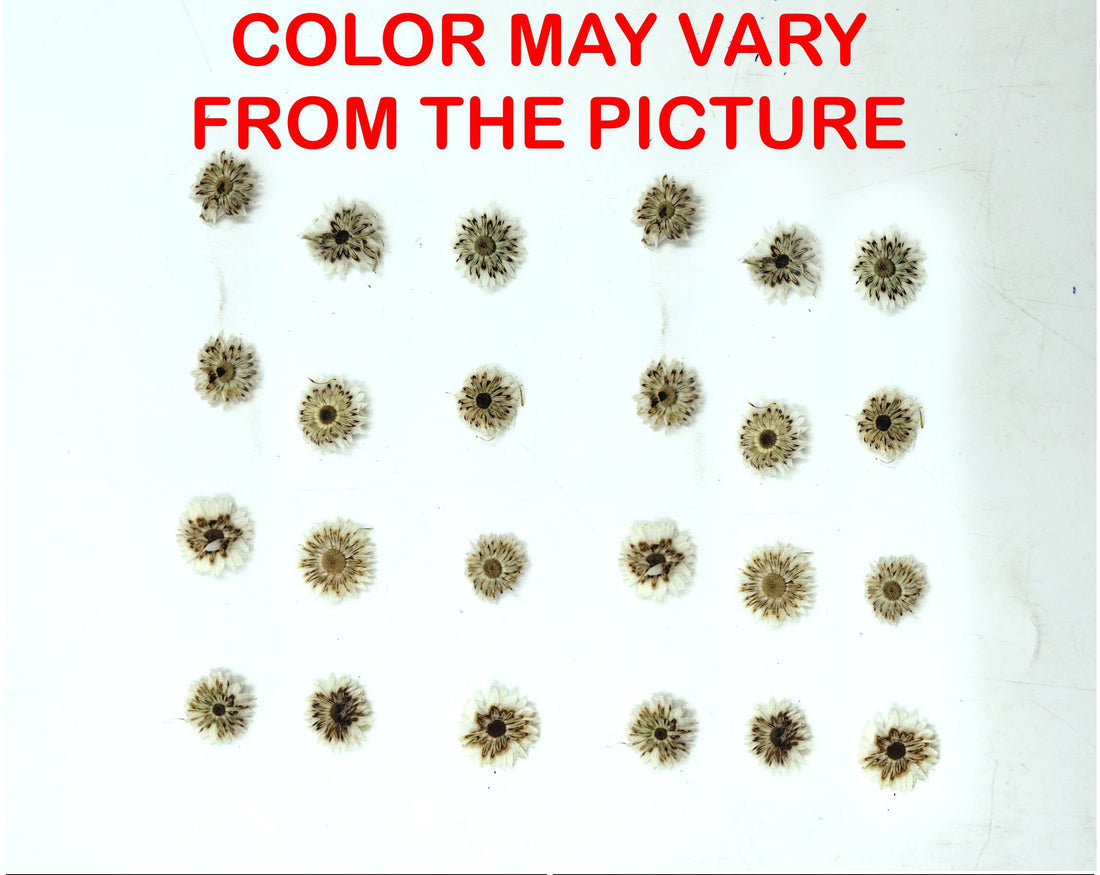 My Store NATURAL FLOWER MINI WHITE DRIED SUN FLOWER