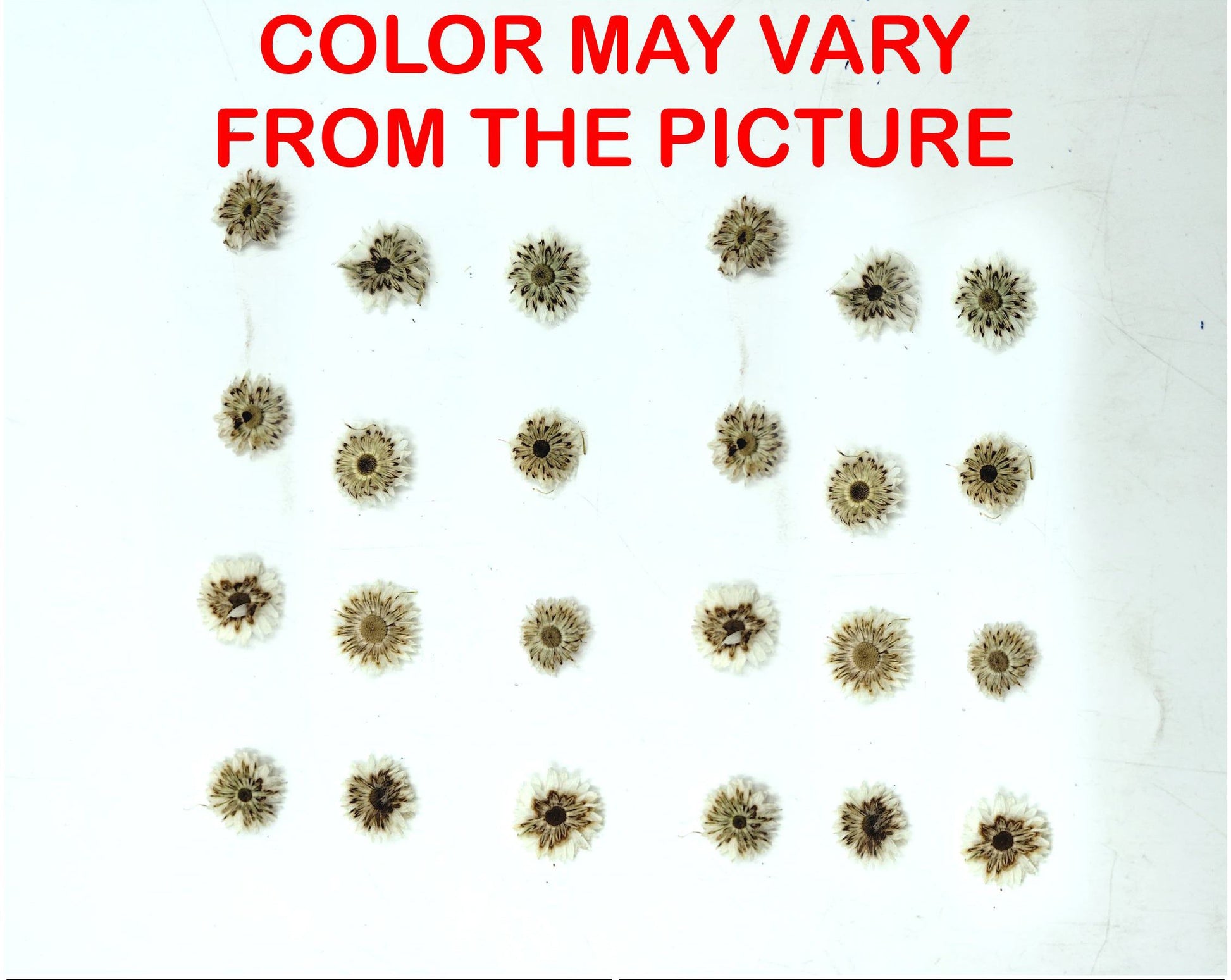 My Store NATURAL FLOWER MINI WHITE DRIED SUN FLOWER