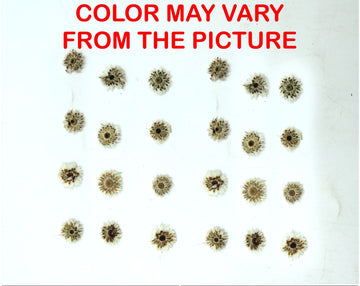 My Store NATURAL FLOWER MINI WHITE DRIED SUN FLOWER