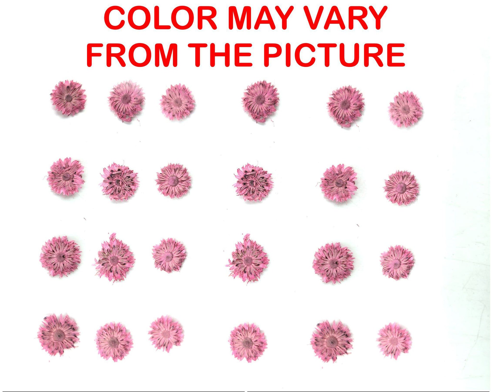 My Store NATURAL FLOWER MINI PINK DRIED SUN FLOWER