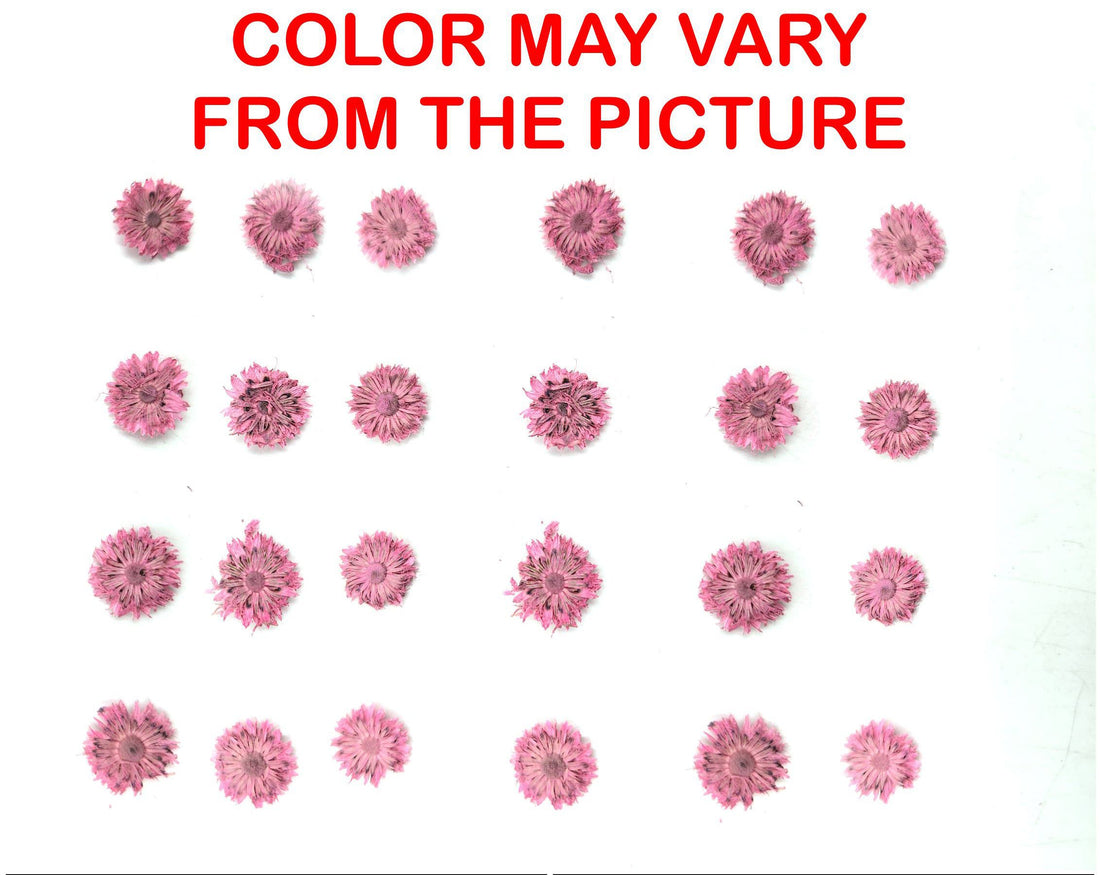 My Store NATURAL FLOWER MINI PINK DRIED SUN FLOWER
