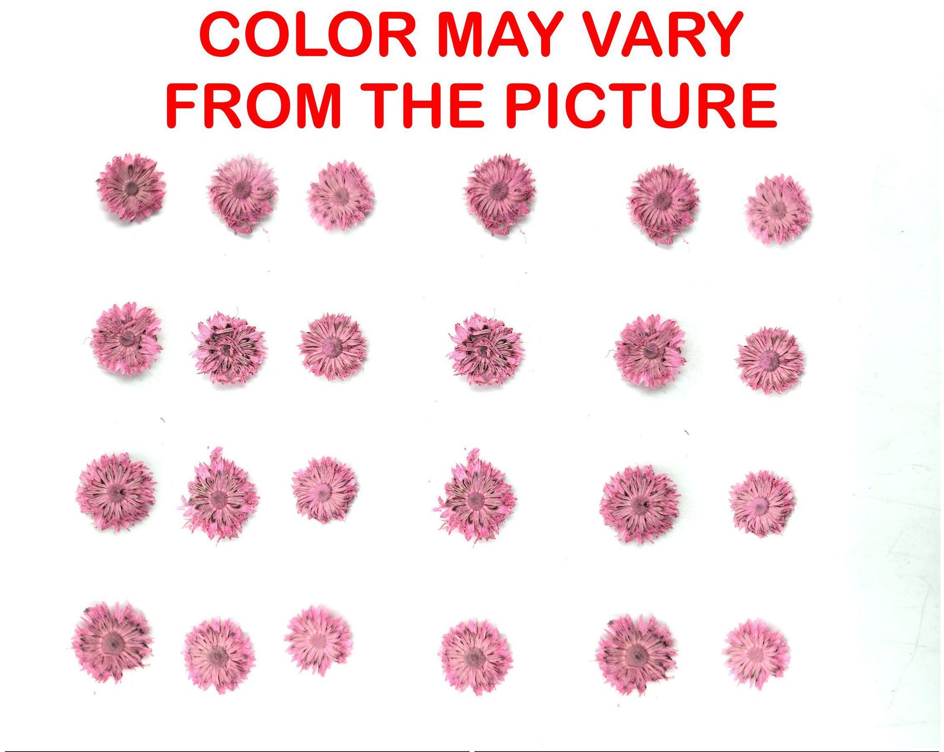 My Store NATURAL FLOWER MINI PINK DRIED SUN FLOWER