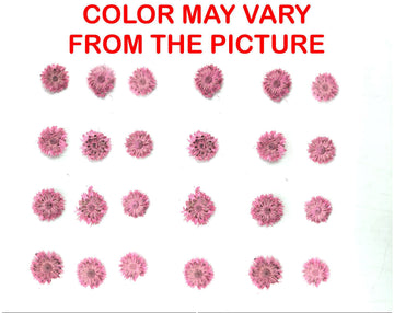 My Store NATURAL FLOWER MINI PINK DRIED SUN FLOWER