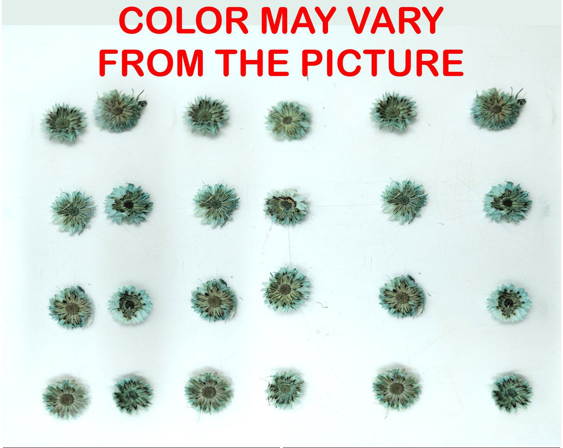 My Store NATURAL FLOWER MINI C.GREEN DRIED SUN FLOWER