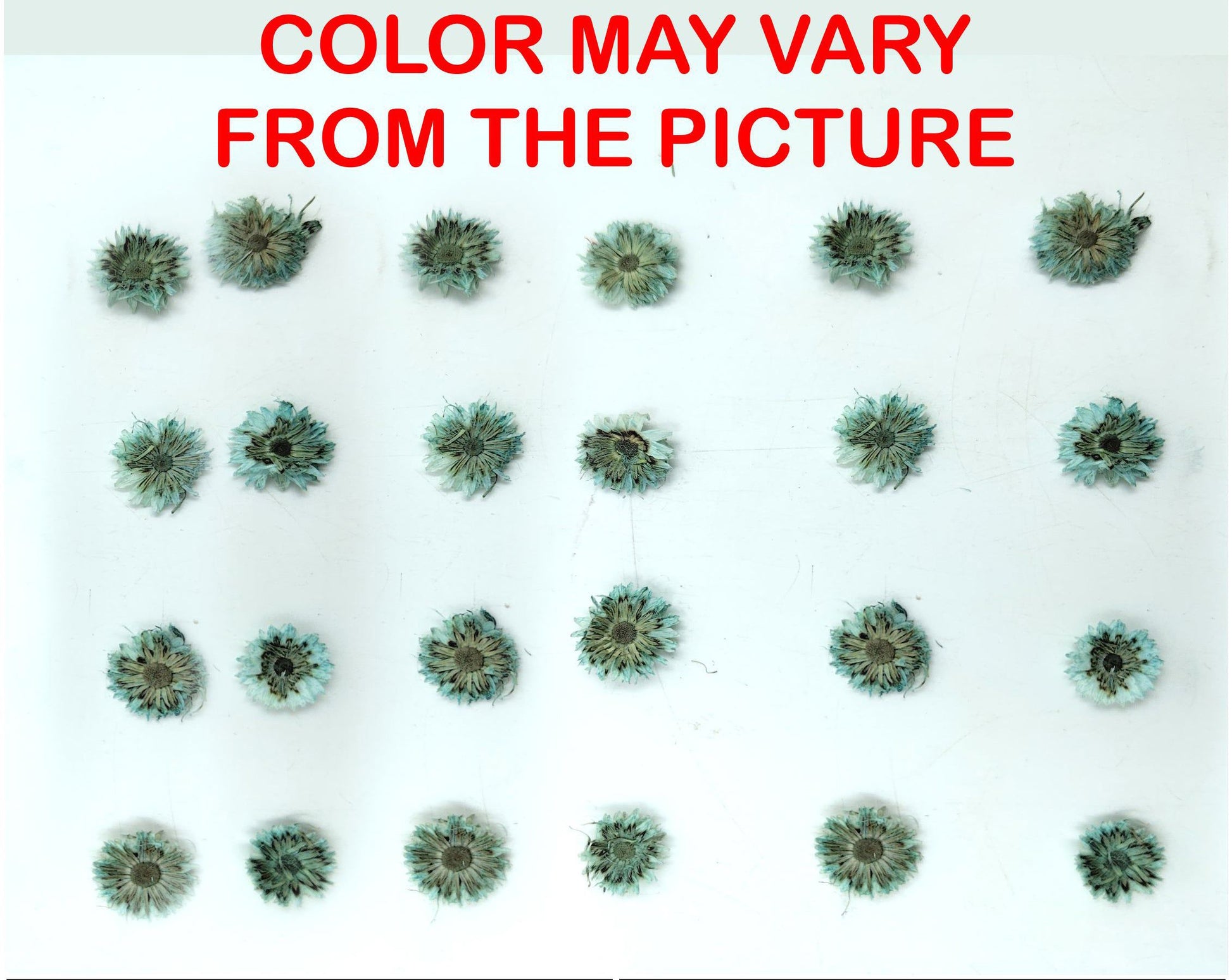 My Store NATURAL FLOWER MINI C.GREEN DRIED SUN FLOWER