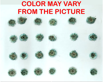 My Store NATURAL FLOWER MINI C.GREEN DRIED SUN FLOWER