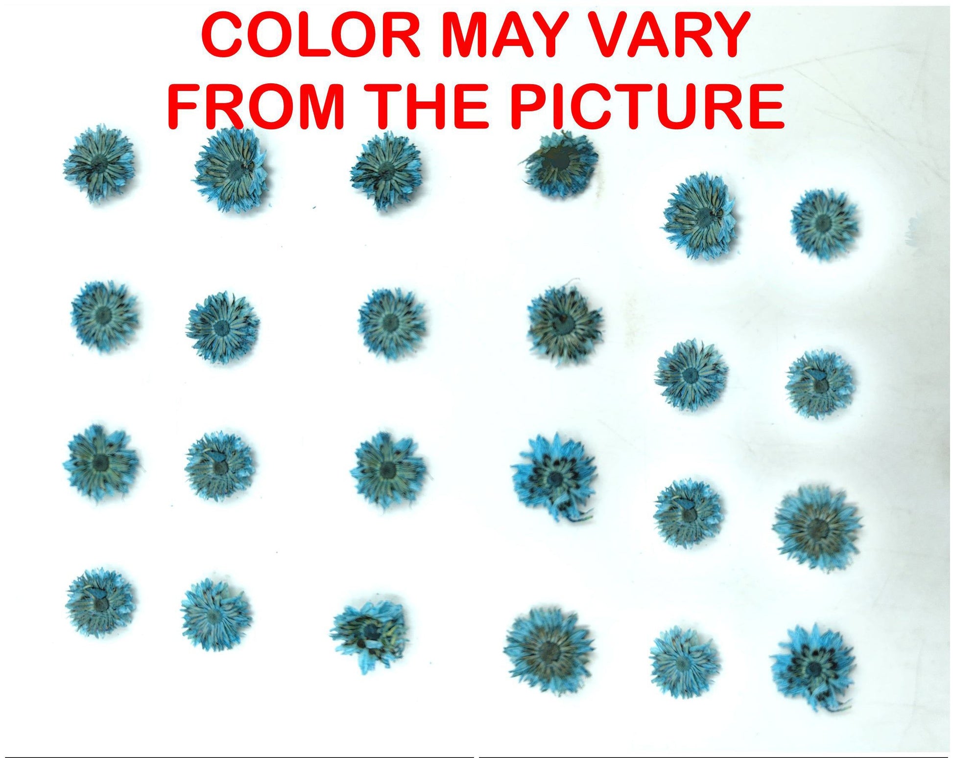 My Store NATURAL FLOWER MINI BLUE DRIED SUN FLOWER