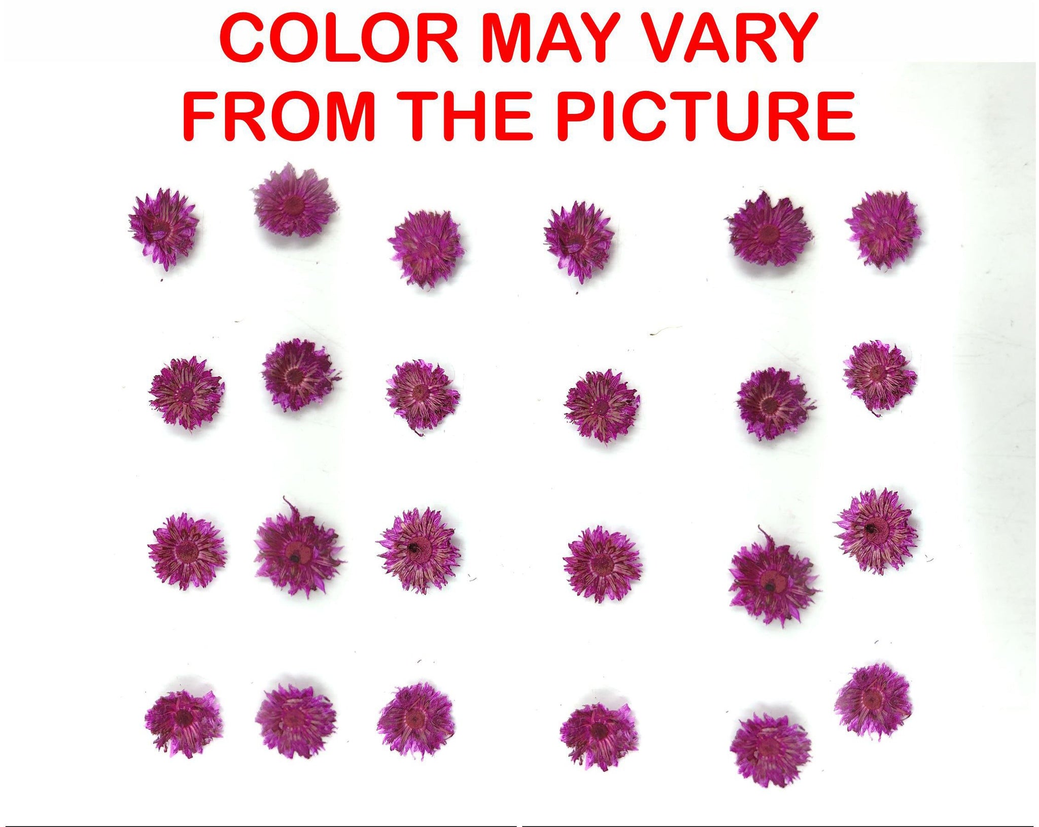 My Store NATURAL FLOWER MINI MAGENTA DRIED SUN FLOWER