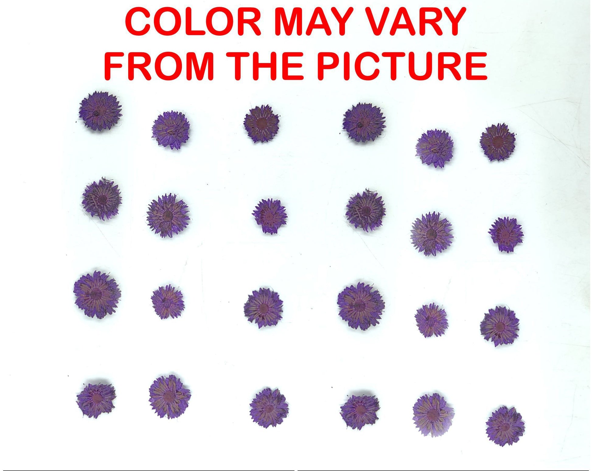 My Store NATURAL FLOWER MINI PURPLE DRIED SUN FLOWER