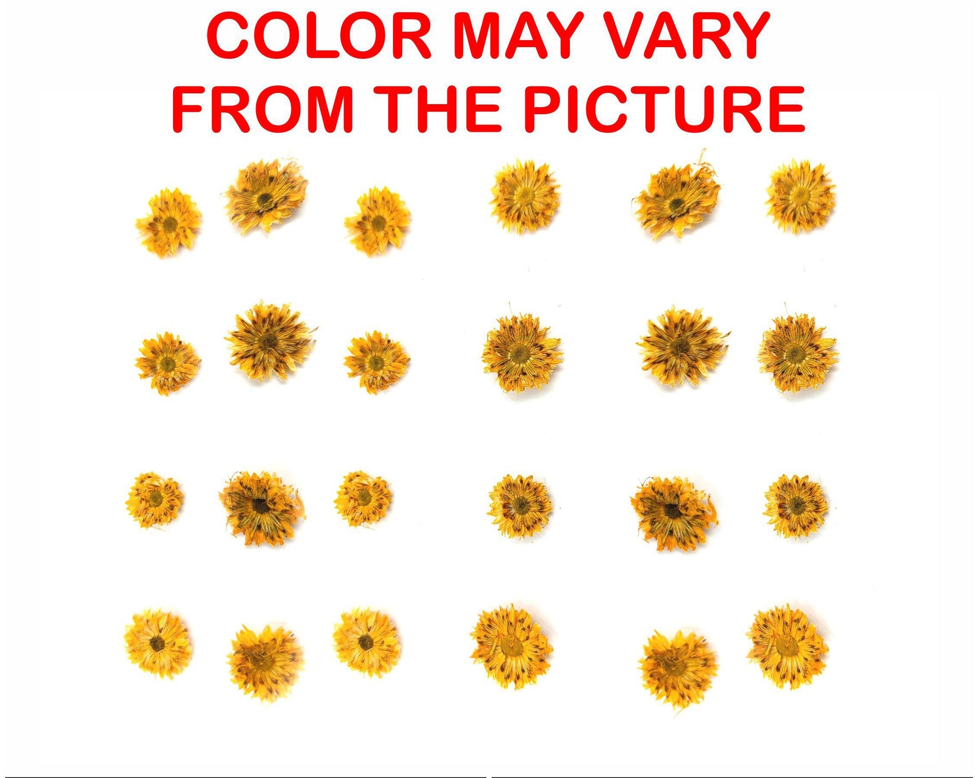 My Store NATURAL FLOWER MINI GOLDEN YELLOW DRIED SUN FLOWER