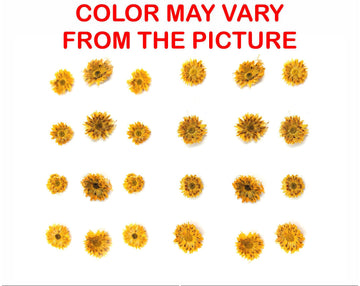 My Store NATURAL FLOWER MINI GOLDEN YELLOW DRIED SUN FLOWER