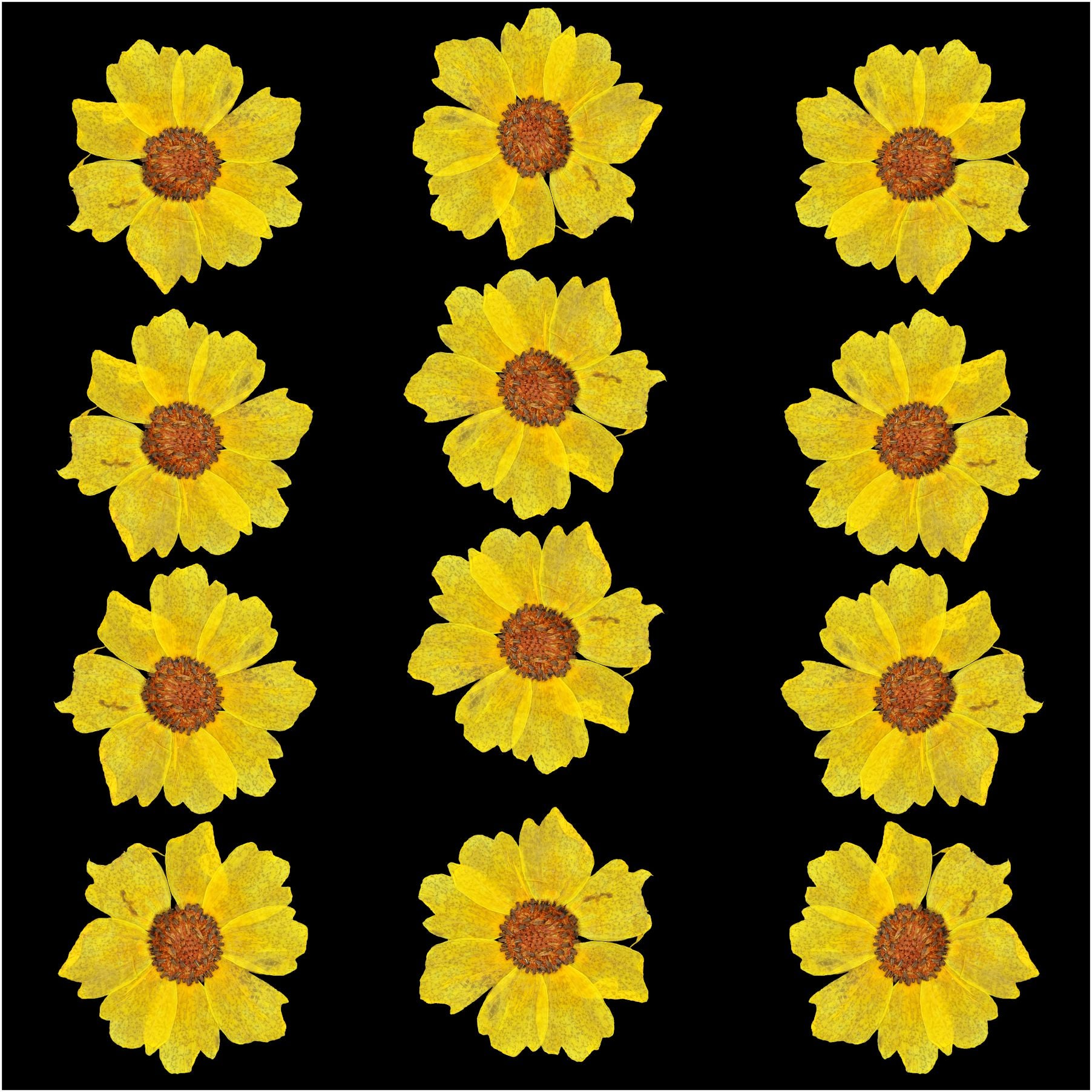 12Pcs Yellow Wild Dry Pressed Flower