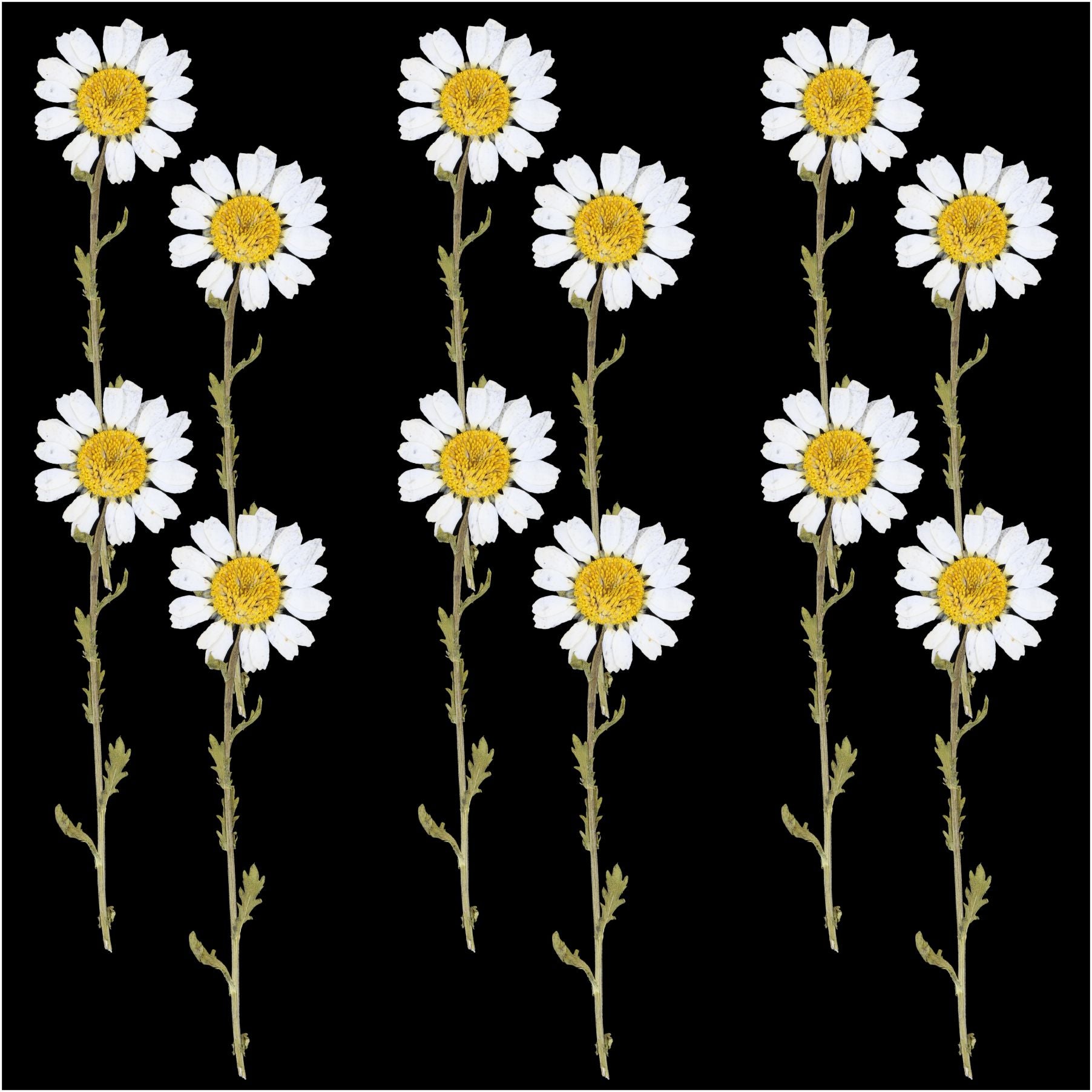 12Pcs White Daisy Dry Pressed Flower