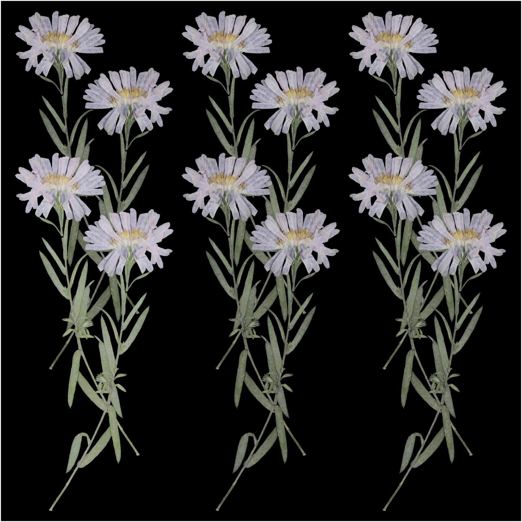 12Pcs Leucanthemella Serotina Dry Pressed Flower