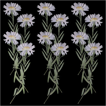 12Pcs Leucanthemella Serotina Dry Pressed Flower