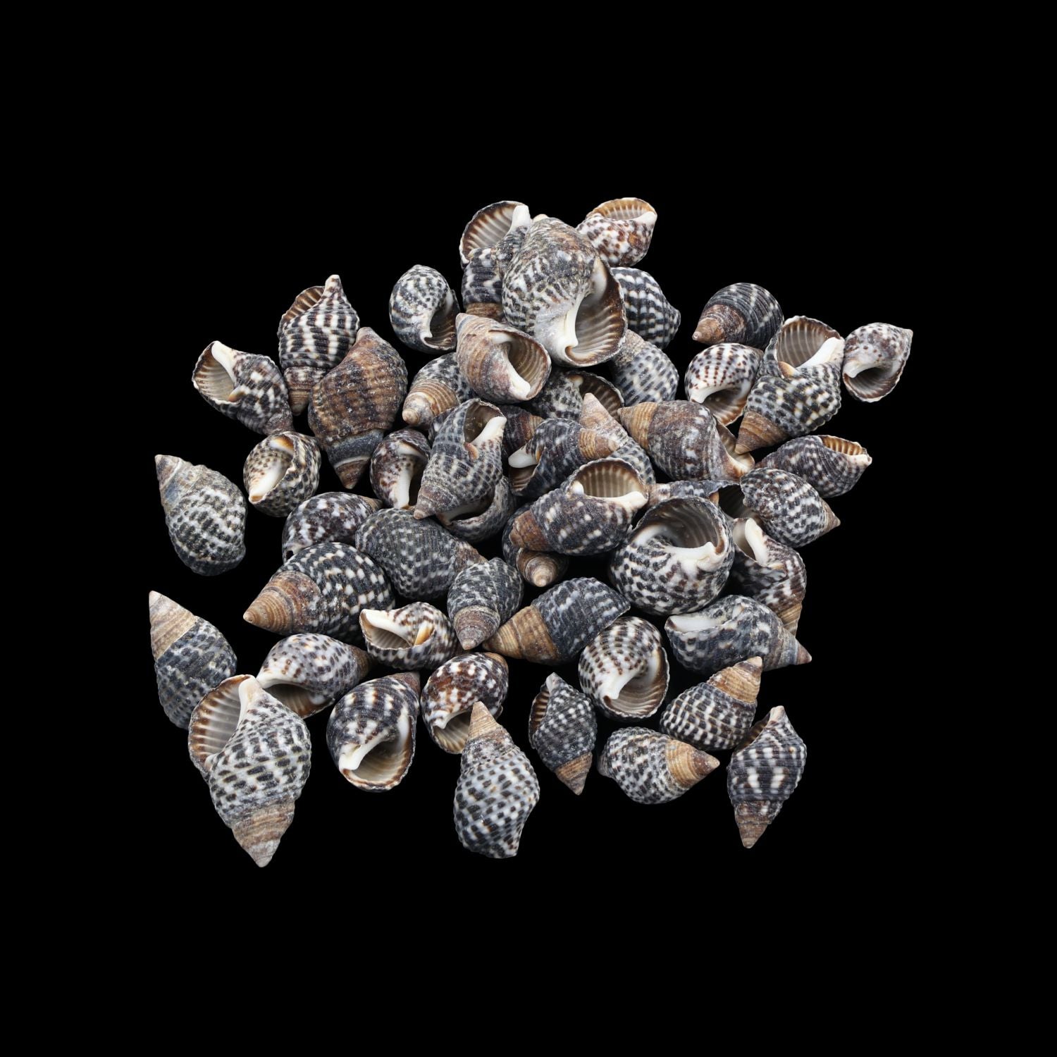 Natural Shell (50Gms) SH017