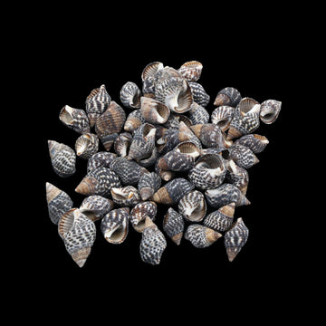Natural Shell (50Gms) SH017