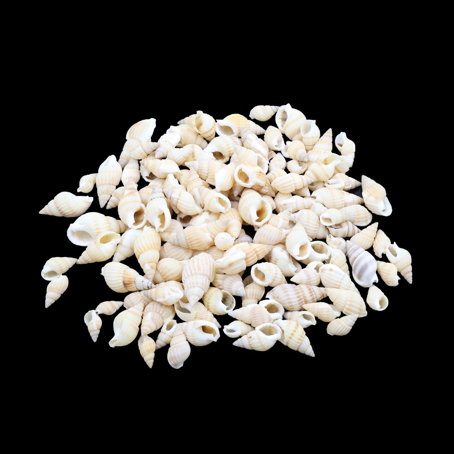 Natural Shell (50Gms) SH019
