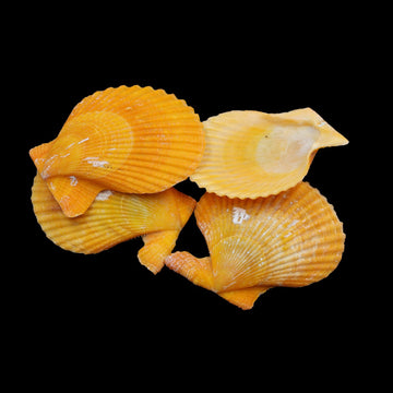 Natural Shell (50Gms) SH021