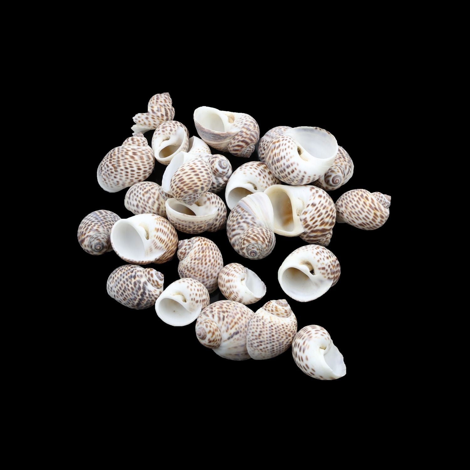Natural Shell (50Gms) SH023