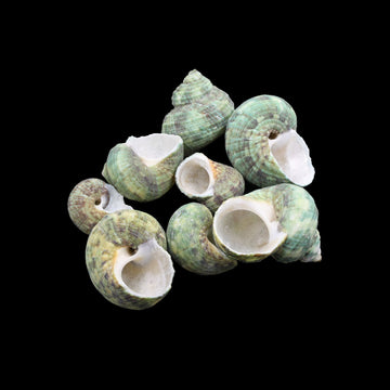 Natural Shell (50Gms) SH026