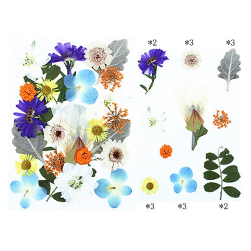 My Store DRY PRESSED FLOWER 25 In 1 Pressed Flowers FL005