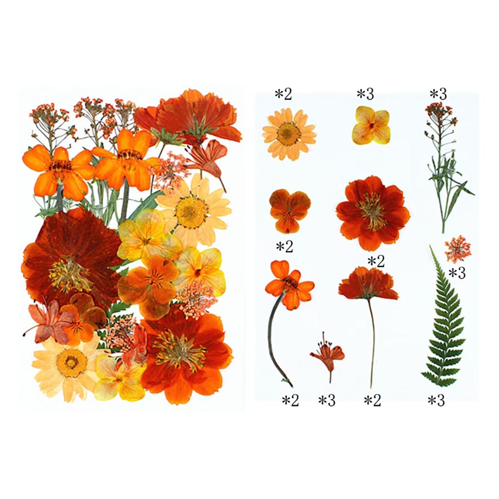 My Store DRY PRESSED FLOWER 25 In 1 Pressed Flowers FL008