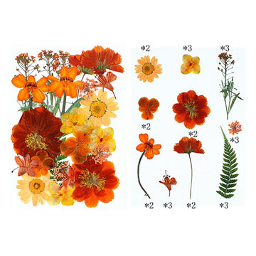 My Store DRY PRESSED FLOWER 25 In 1 Pressed Flowers FL008